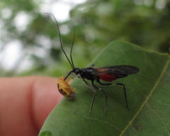 Graptocleptes