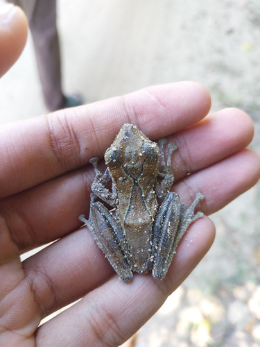 Polypedates colletti
