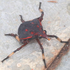 Kalidasa lanata