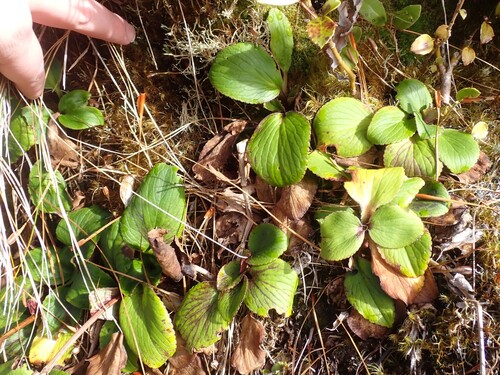 Ourisia macrocarpa observed 2026-07-02