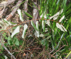 Elaeagnus reflexa