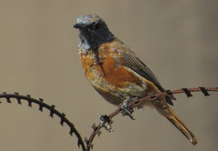 Monticola rupestris