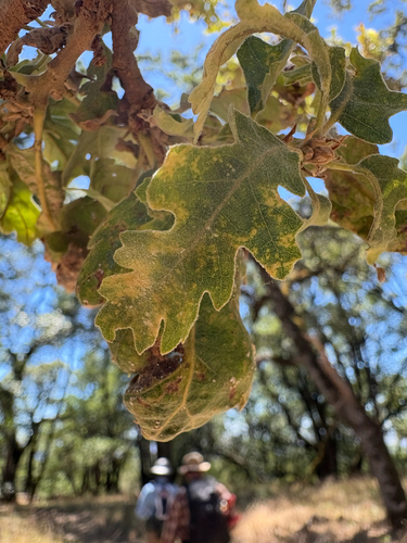 Valley Oak seen in Sonoma Valley
