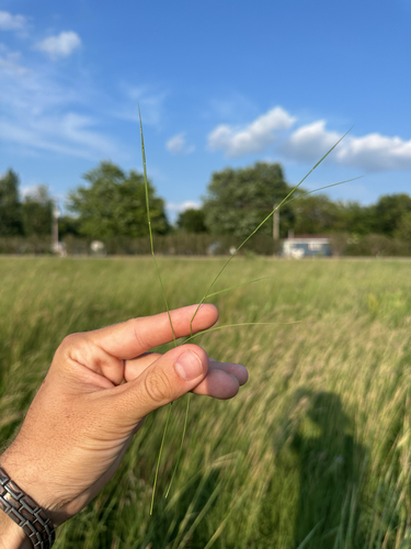 Muhlenbergia richardsonis observed 2026-07-21