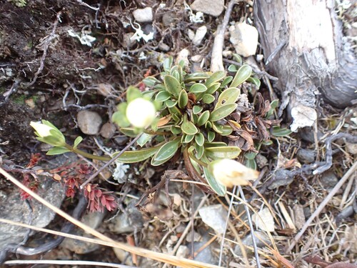 Gentianella bellidifolia observed 2026-07-02