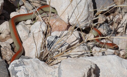 Ground Snake