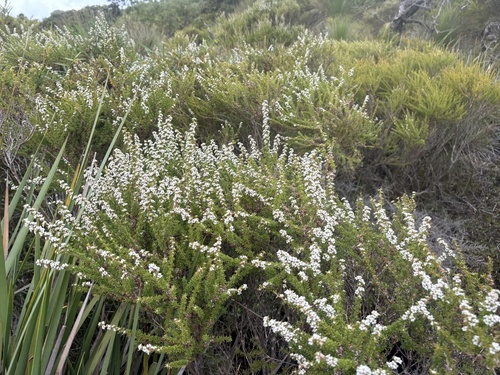 Taxandria parviceps, photograph 5