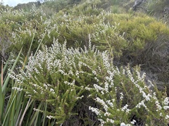 Taxandria parviceps, photograph (c) Ann Bentley, some rights reserved (CC BY)