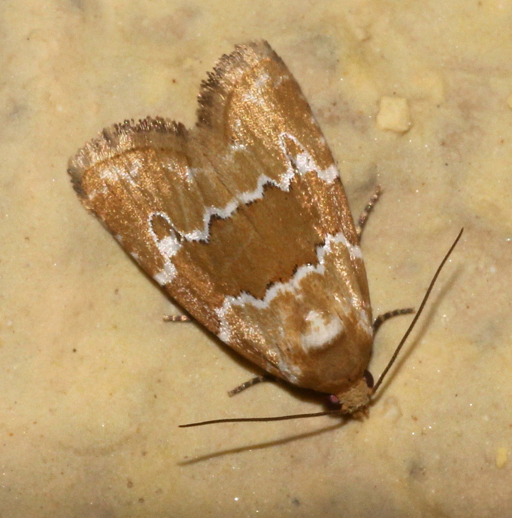 Maliattha fervens