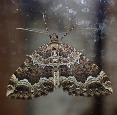 Lampropteryx suffumata