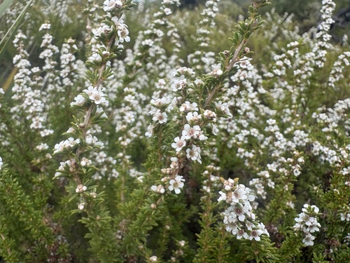 Taxandria parviceps, photograph 6