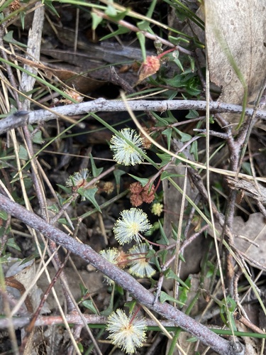 ploughshare wattle