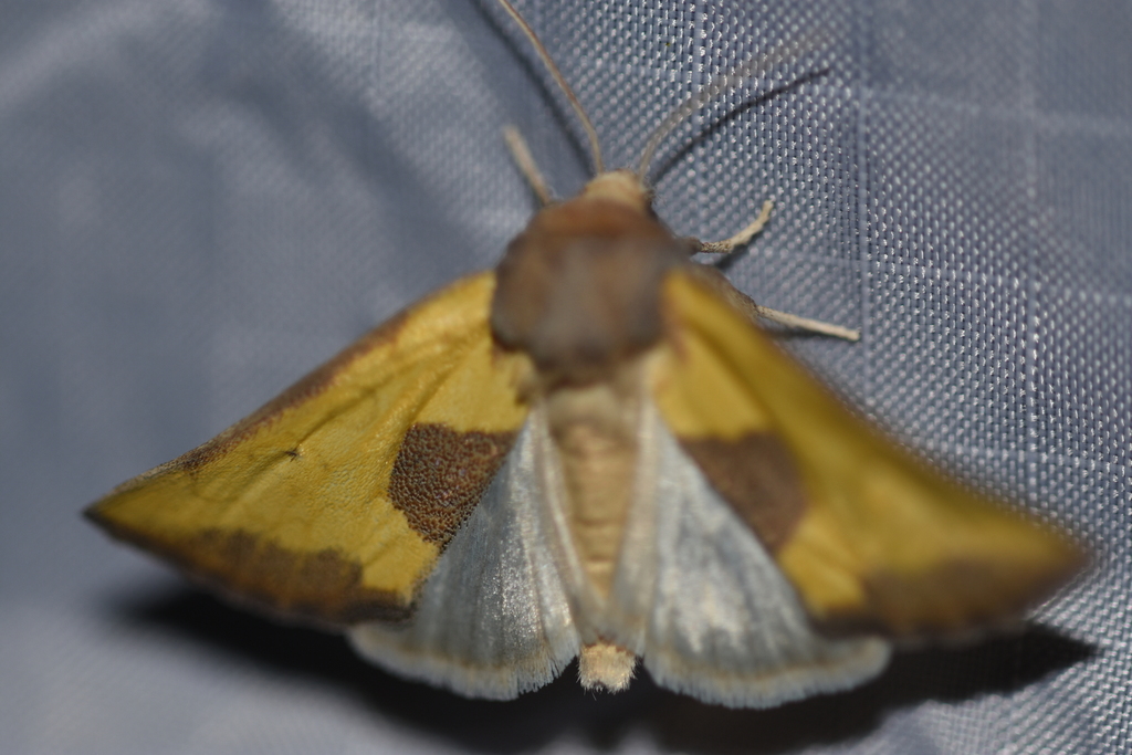 Stiria dyari
