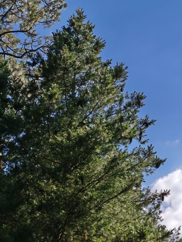 Pinus ayacahuite, 2026-07-21