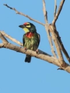 Coppersmith Barbet