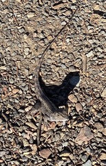 Amphibolurinae