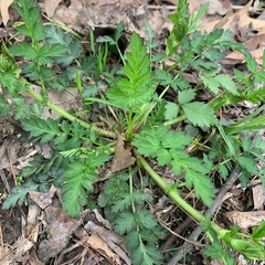 Geum vernum