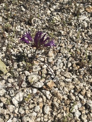 Allium fimbriatum