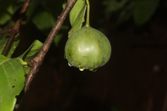 Meyna laxiflora
