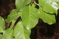 Meyna laxiflora