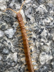 Scolopocryptops gracilis