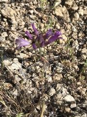 Allium fimbriatum