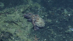Enteroctopus
