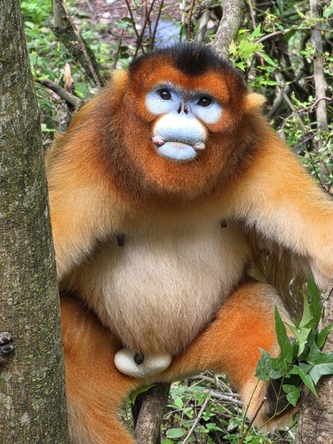 Moupin Golden Snub-nosed Monkey