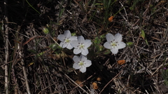 Nemophila menziesii integrifolia