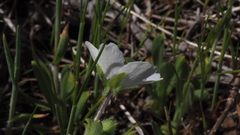 Nemophila menziesii integrifolia