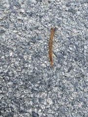 Scolopocryptops gracilis