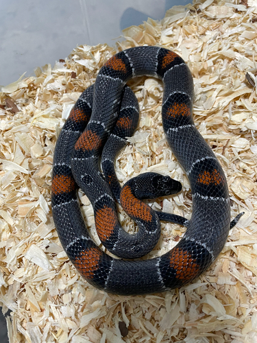 Gray-banded Kingsnake