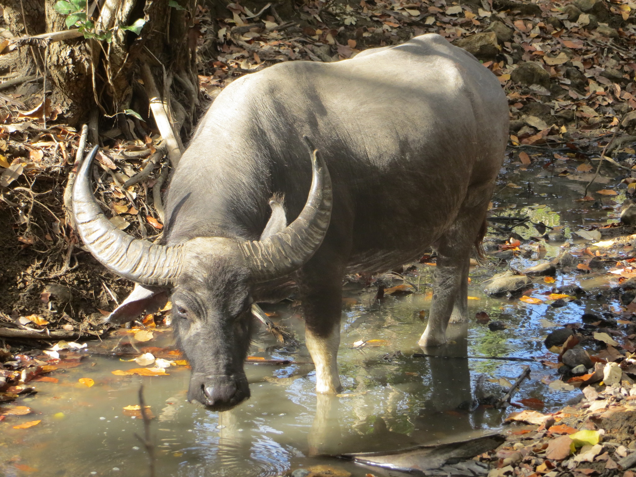 Water Buffalo in Australia (Bubalus bubalis)​