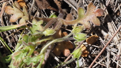 Nemophila menziesii integrifolia