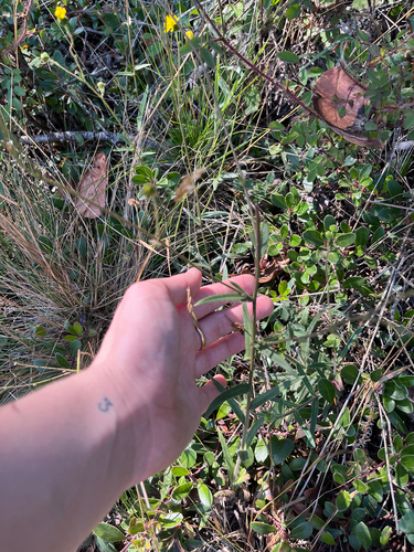 Anisocarpus madioides, photograph 2