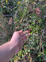 Anisocarpus madioides, photograph (c) Sarah MacGregor, some rights reserved (CC BY)