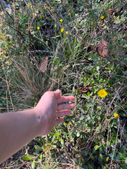 Anisocarpus madioides, photograph (c) Sarah MacGregor, some rights reserved (CC BY)