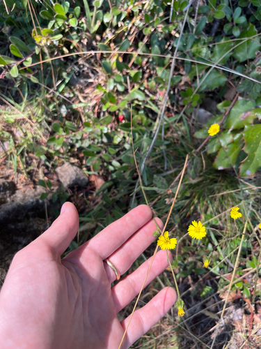 Anisocarpus madioides, photograph 3