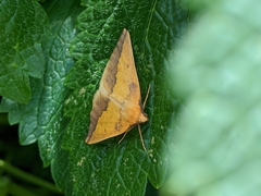 Neoterpes edwardsata