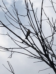 Turdus rufopalliatus