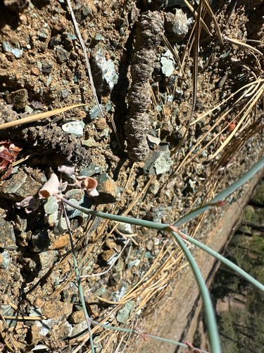 Eriogonum covilleanum observed 2026-07-21