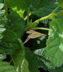 Neoterpes edwardsata