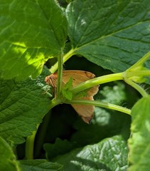 Neoterpes edwardsata