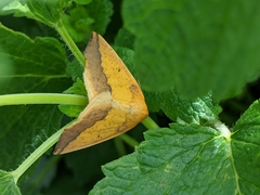 Neoterpes edwardsata