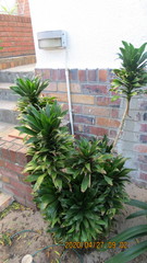 Dracaena fragrans compacta