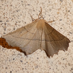 Gerinia honoraria