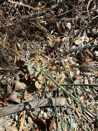 Eriogonum covilleanum observed 2026-07-21