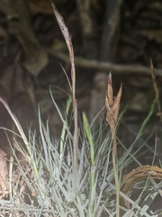 Tillandsia schiedeana, photograph (c) Francisco Emilio Roldán Velasco, some rights reserved (CC BY)