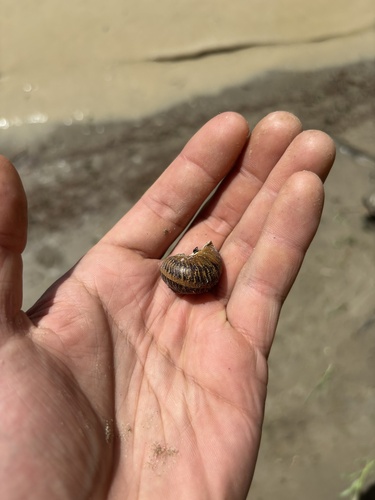 Garden Snail
