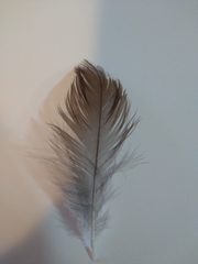 Charadrius modestus